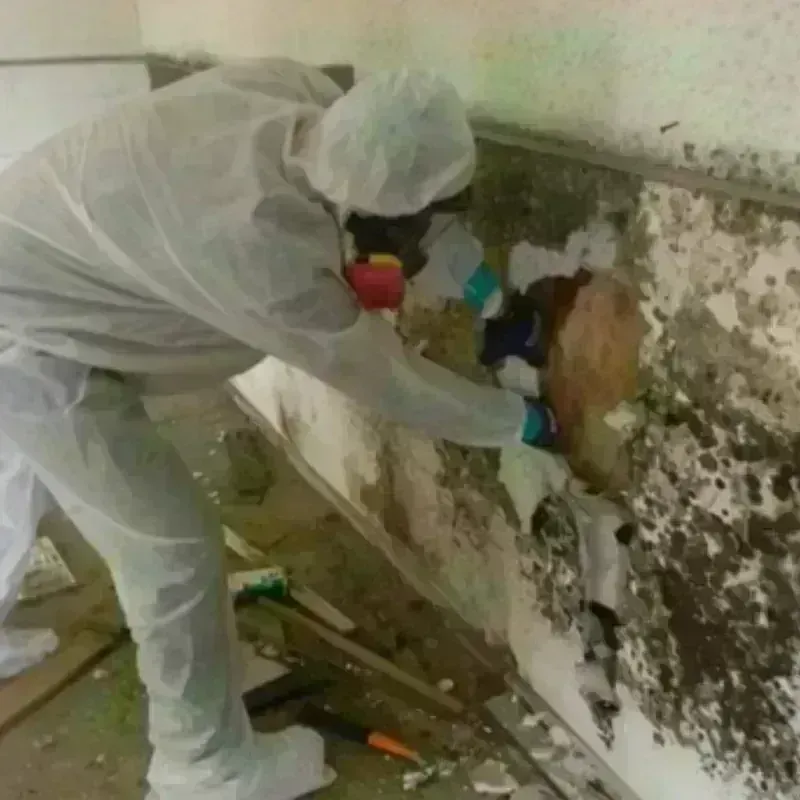 Mold Remediation and Removal in Bargersville, IN